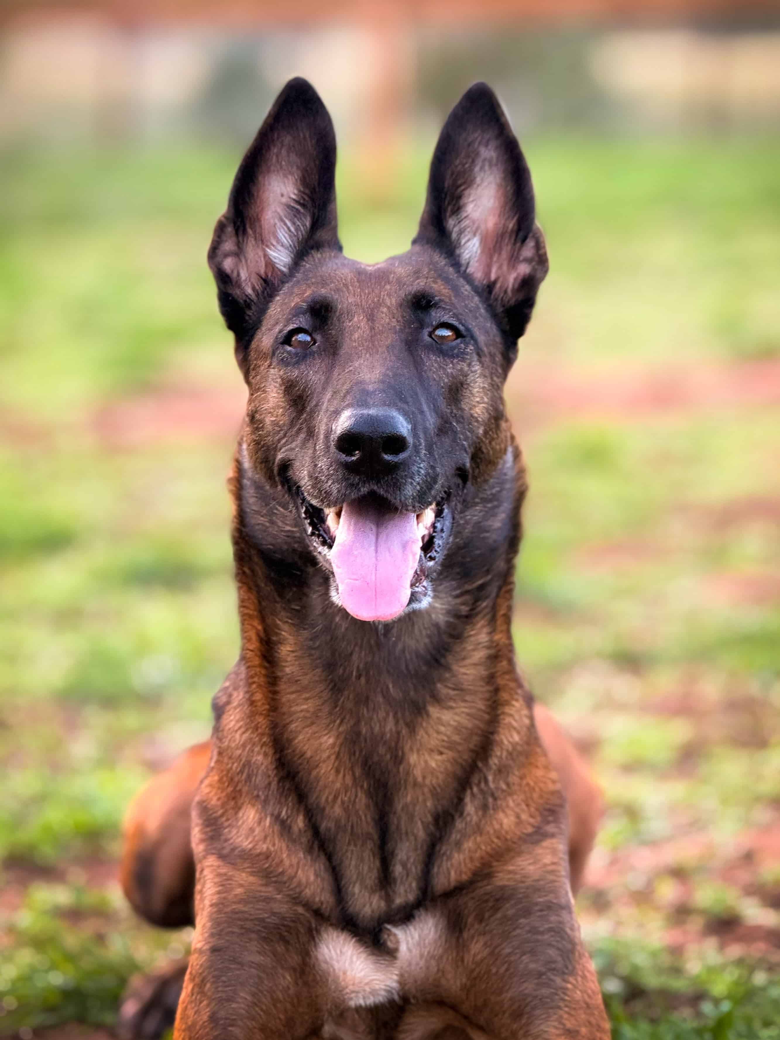 An EpicDog dog