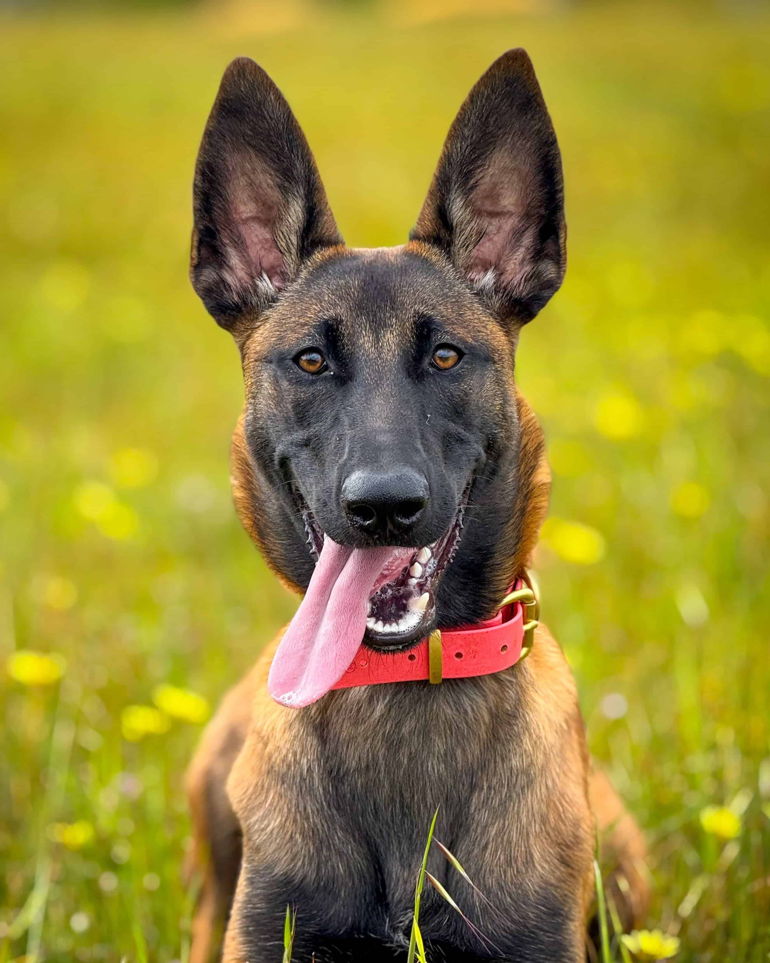 An EpicDog dog