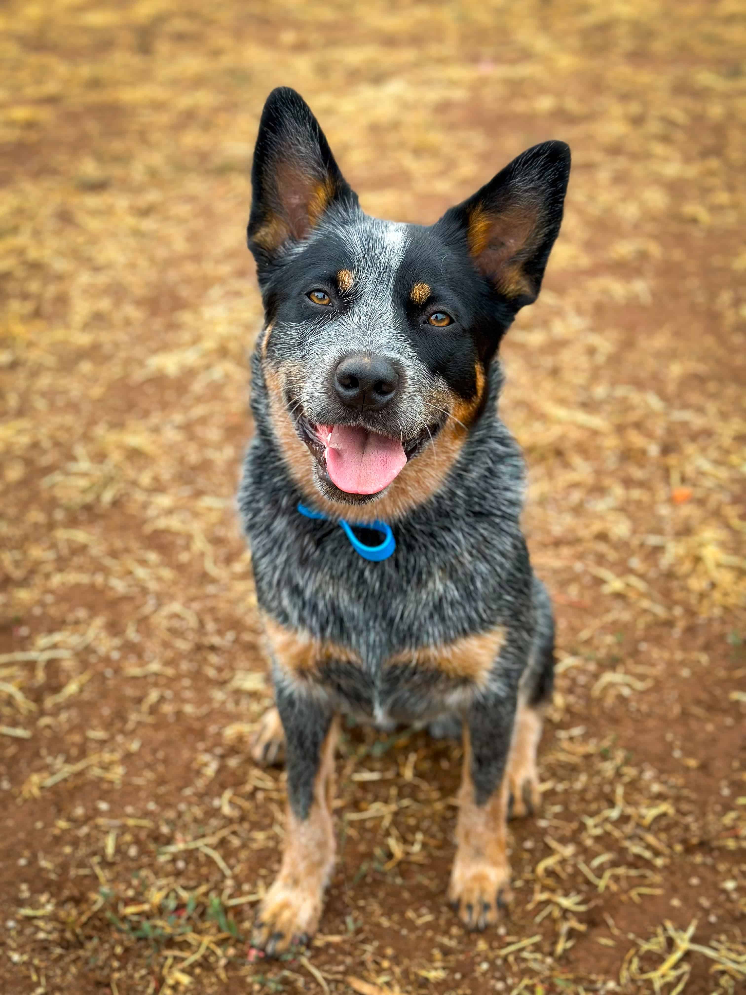 An EpicDog dog